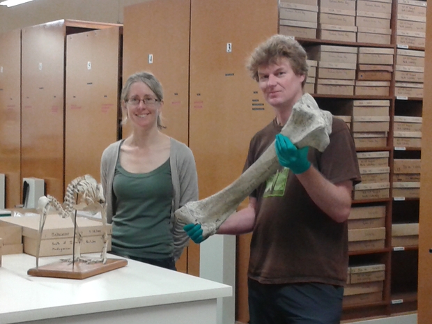 Te Papa researcher Lara Shepherd and curator of vertebrates Alan Tennyson with bones from an elephant bird