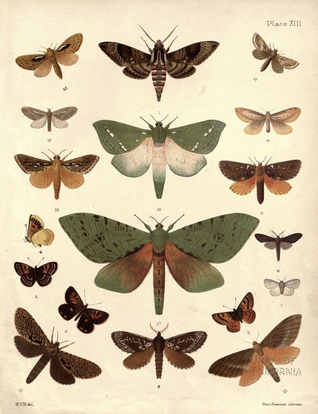 Native New Zealand Moths