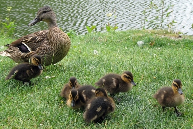 Ducks