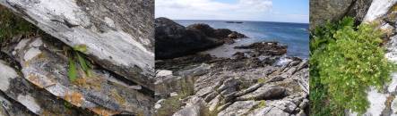 Cooks scurvy grass plants and schist habitat