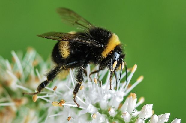 Bumble bee