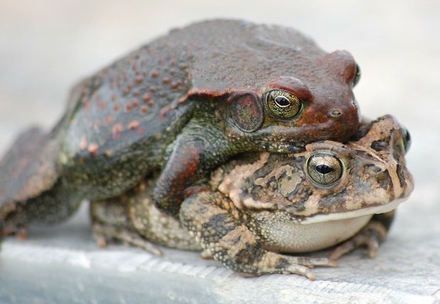 Toad sex