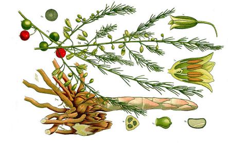 Asparagus