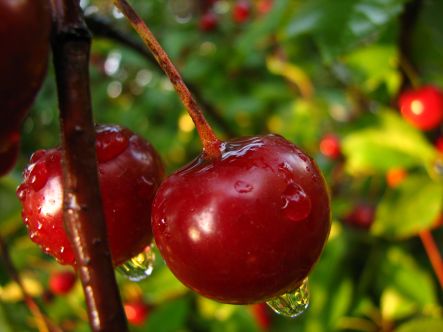 Cherries